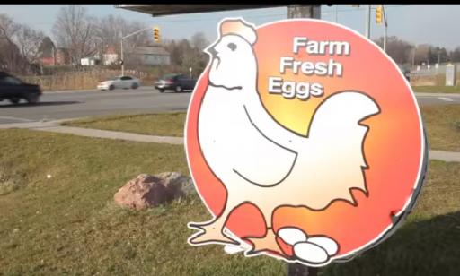 Where can I buy farm fresh eggs?